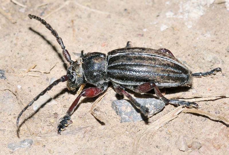 Cerambycidae:  Dorcadion chrysochroum e Dorcadion virleti - Grecia